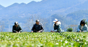 春茶开采春意暖