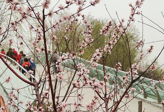 “桃花岛”上桃花开