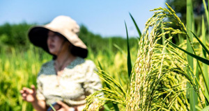 重庆大足：五彩稻田好“丰”景