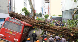 斯里兰卡一公交车被大树砸中5人死亡