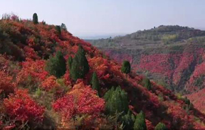 夏县:漫山红叶醉深秋 层林尽染美如画