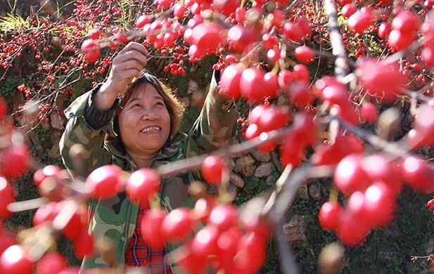 山茱萸产业鼓起农民“钱袋子”