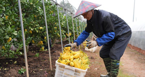 “金佛手”飘香