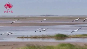 【微视频】黄河湿地永济段，鸟类翔集美如画