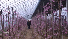 万荣：大棚桃花开 美景兆丰年