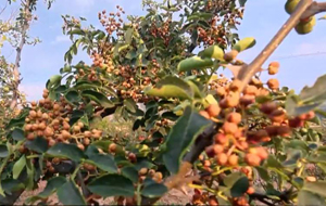 河津市2万亩花椒喜获丰收