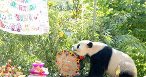 四川广安：为大熊猫庆生
