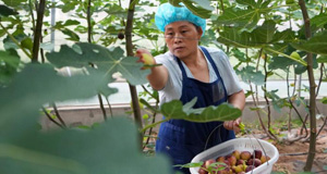 无花果进入收获期