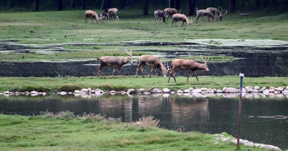 麋鹿回家40载 从灭绝到呦呦鹿鸣