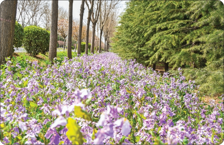 ▲3月22日,黄河一号旅游公路万荣段路边,开得正艳的二月兰浓香扑鼻、美丽诱人。特约摄影 徐应杰 配图1