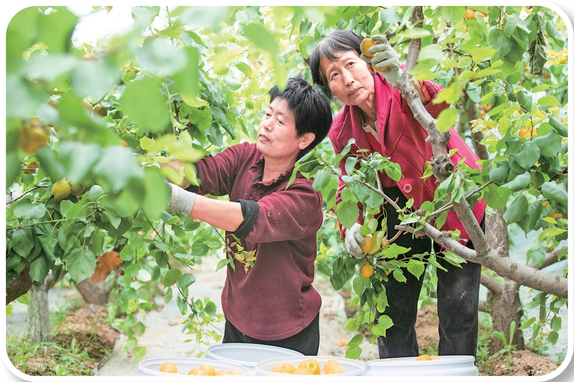 配图6
