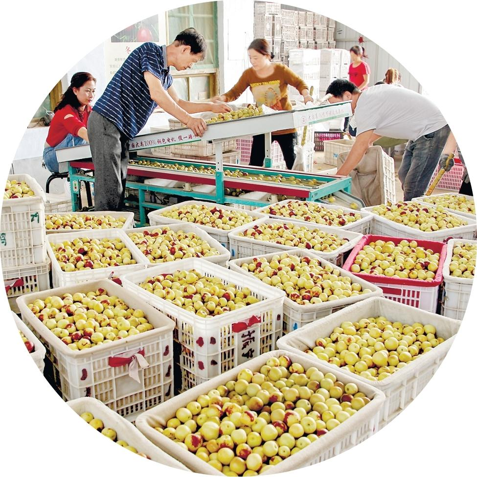 临猗县庙上乡枣农选枣销售现场 配图5