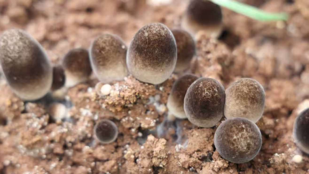 配图2